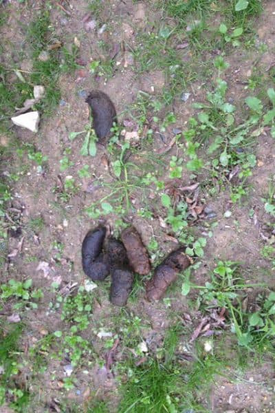 Dog-poop-in-France