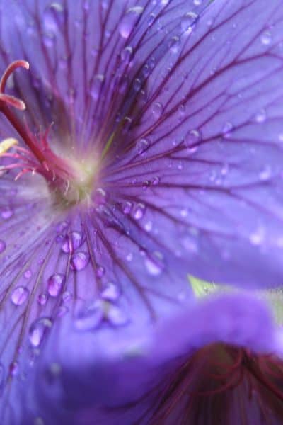 Dinan, France purple flower