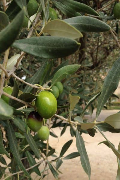 Castelas Olive oil mill