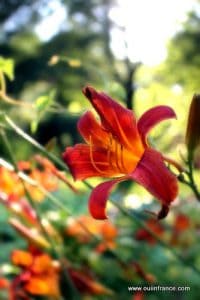 Orange park flower