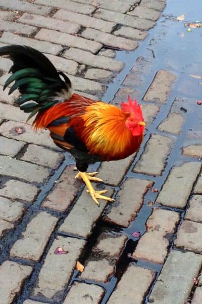 Key West rooster