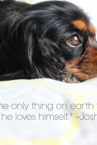 Dagny Cavalier King Charles quote