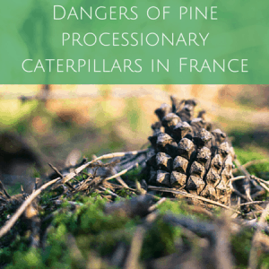 Dangers of pine processionary caterpillars in france