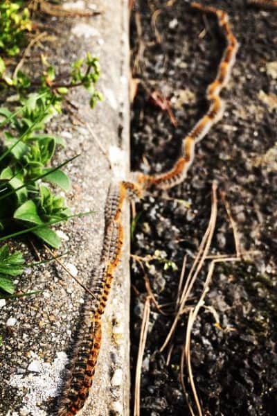 processionary caterpillars in france
