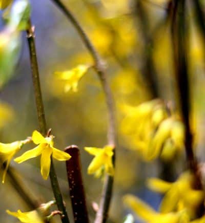 forsythia flowers yellow