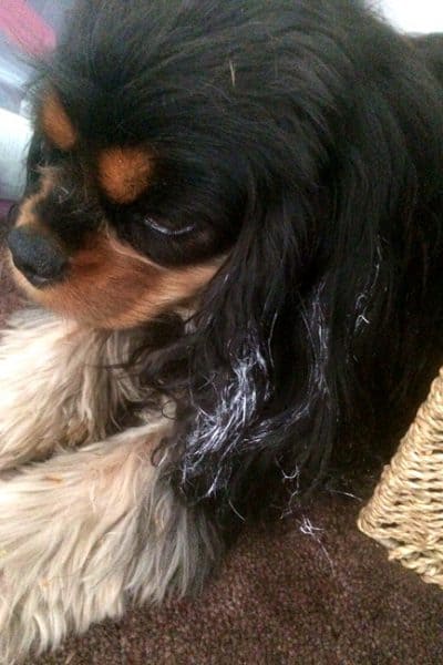 dagny dog with paint on ears