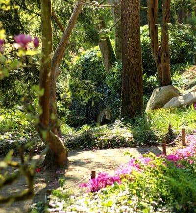 parc oriental de maulevrier flowers