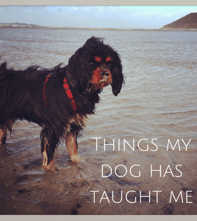 life lessons from my dog