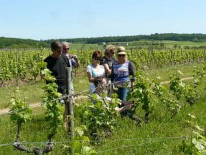 angers wine tour france
