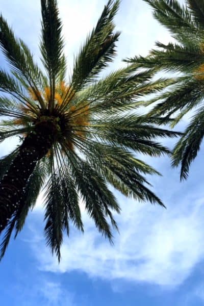 palm trees west palm beach florida