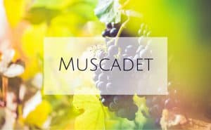 muscadet pronunciation