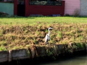 heron on canal de la marne au rhin