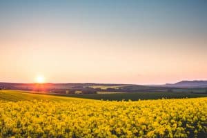 beautiful-sunset-over-the-yellow-rapeseed-field-picjumbo-com