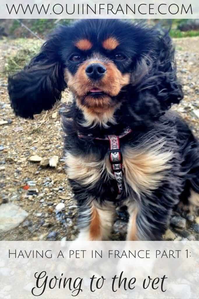 Having a pet in France Part 1 Going to the vet
