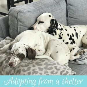 Adopting from a shelter in france