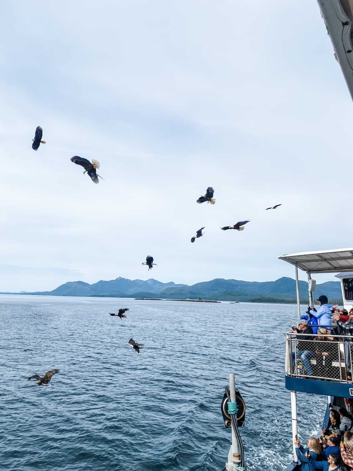 bald eagles bering sea fisherman's tour holland america
