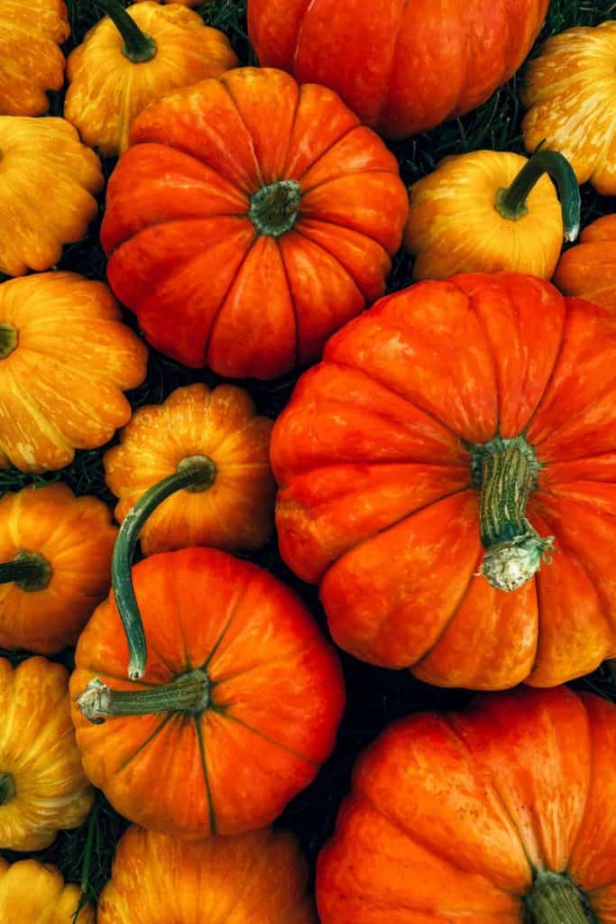 where to buy canned pumpkin in france